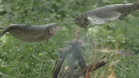 Two fish cooking over fire Stock-Footage 79030653