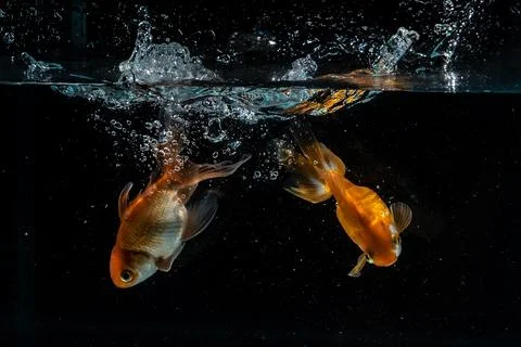 Two Fish Entering Water in Studio Aquarium on Black Background Stock Photos