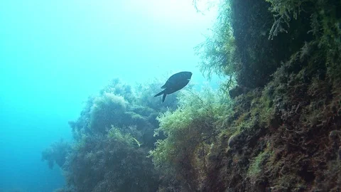 Two fish feed near the reef. Stock Footage 124874023