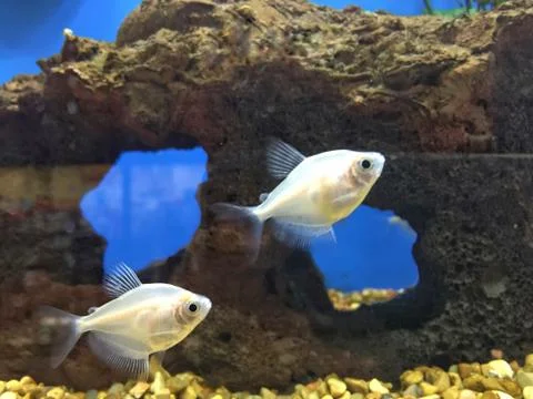 Two Fish in a fish tank 스톡 사진