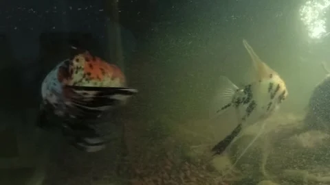 Two fish Stock Footage 274160631