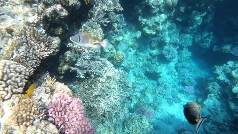 Two fish glide near coral reefs Stock Footage 336220182