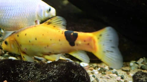 Two fish gracefully gliding in opposing directions within serene confines of an Vidéo 271236231