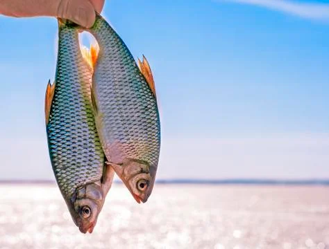 Two fish in the hand Stock Photos