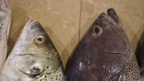 Two fish heads side by side with open mouths Stock Photos