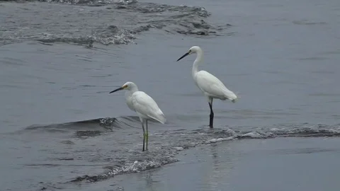 Two fish heron on the beach Stockbeeldmateriaal 102943765
