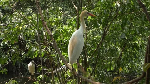 Two fish heron Video stock 103047234