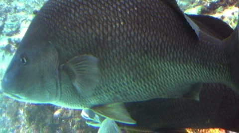 Two Fish Hiding  Видео 291491