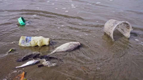 Two fish killed by pollution being washed away by the waves. Stock Footage 241975138