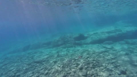 Two fish in love underwater Stock Footage 318730307