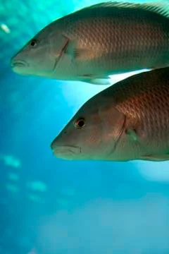 Two fish Stock Photos