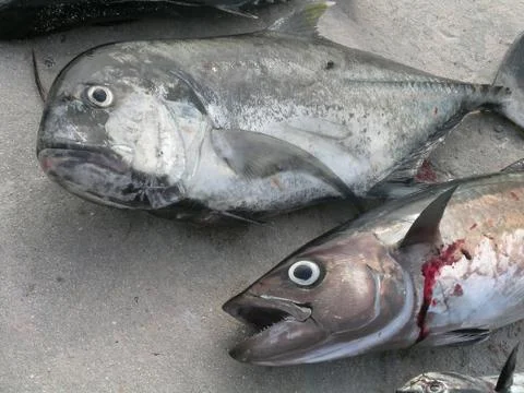 Two fish Stock Photos