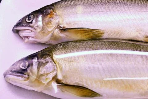 Two fish Stock Photos