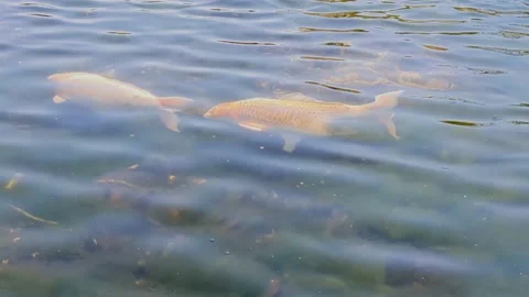 Two Fish In A Pond Stock Footage 239244835