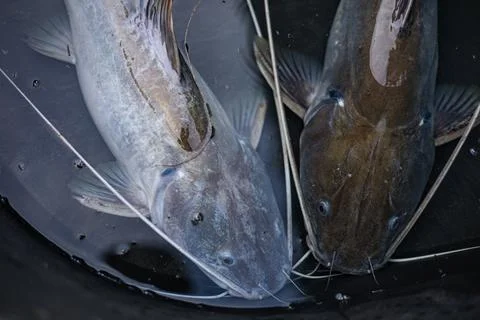 Two Fish In The Pond Stock Photos