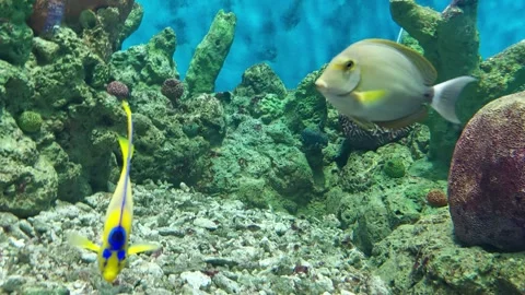 Two fish, two colors underwater Stock Footage 259679738