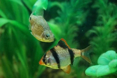 Two fish in the water Stock Photos