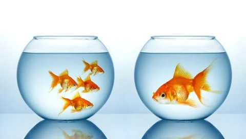 Two fishbowls Stock Photos