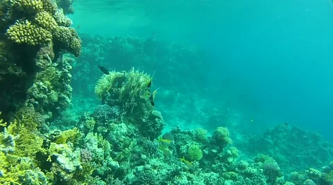 Two fish.mp4 Stock Footage 57417855