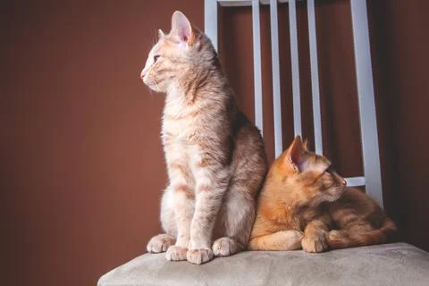Two five months old fluffy cats brother and sister sitting on a white wooden Stock Photos