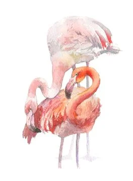 Two flamingo isolated on white background. Watercolor hand drawn illustration Stock Illustration