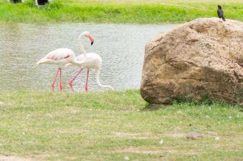 Two flamingo Stock Photos