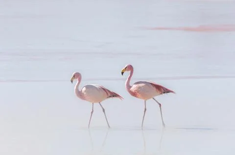 Two flamingo Stock Photos
