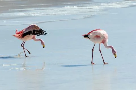 Two flamingo Stock Photos