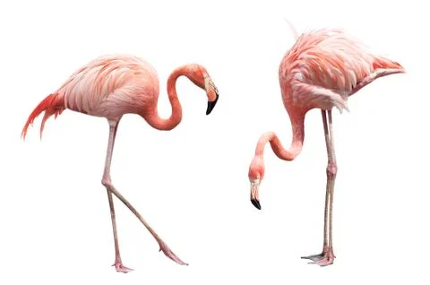 Two flamingo Stock Photos