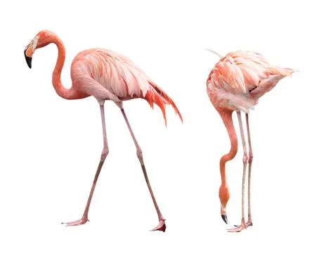 Two flamingo Stock Photos