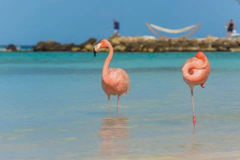 Two flamingos on the beach Stock Photos