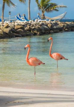 Two flamingos on the beach Stock Photos