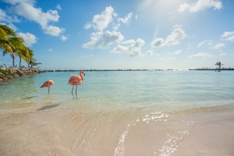 Two flamingos on the beach Stock Photos