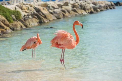 Two flamingos on the beach Stock Photos