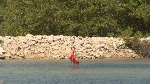 Two flamingo's Stock Footage 91063