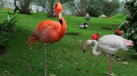 Two flamingos Stock Footage 12208102