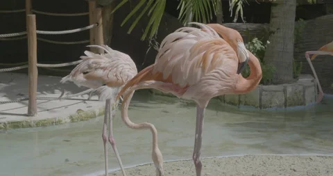 Two Flamingos Stock Footage 168436825