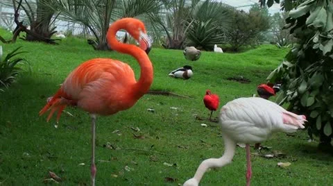 Two  flamingos next to each another Stock Footage 12208081