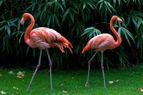 Two flamingos Fotos Stock