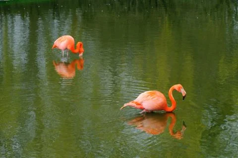 Two flamingos Stock Photos
