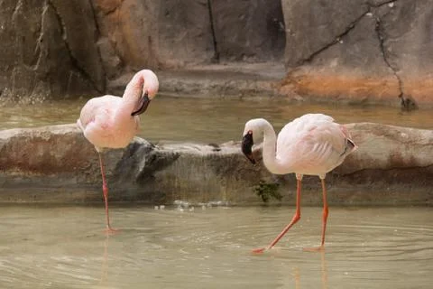 Two flamingos Stock Photos
