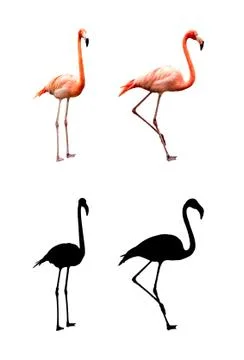 Two flamingos Stock Photos