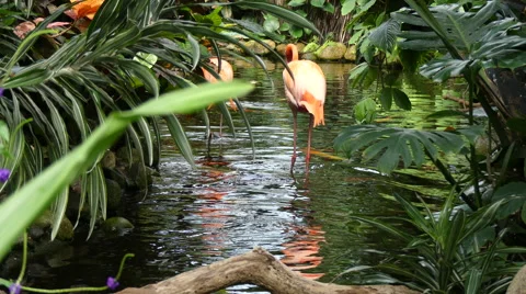 Two flamingos wading water Stock Footage 62813459