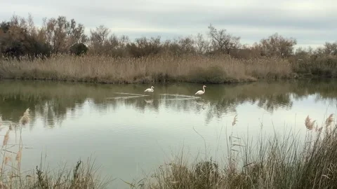 Two flamingos walking Stock Footage 171026515