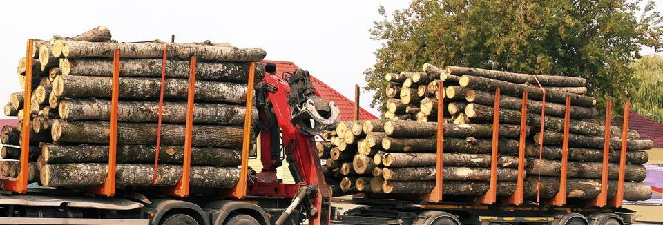 Two flatbed trailers loaded with freshly cut logs are being transported throu Stock Photos