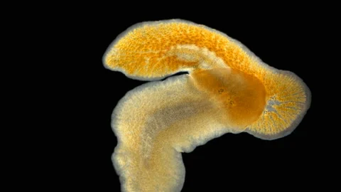 Two flatworm Leptoplana sp. under a microscope, order Polycladida Stock Footage 146803354