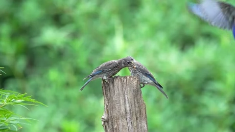 Two fledgling bluebirds feeding while perched on a tree stump Vídeos de archivo 335469723