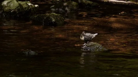 Two Fledgling Dippers preening 库存影片 80997754