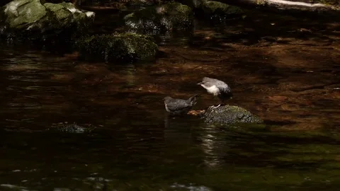 Two Fledgling Dippers in a river stream 库存影片 80968895