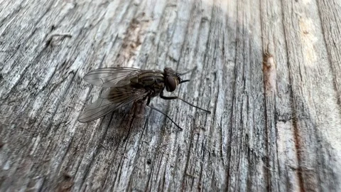 Two flies are fighting Stock Footage 223863412